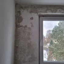 Schimmelbefall an einer Innenwand am Fenster